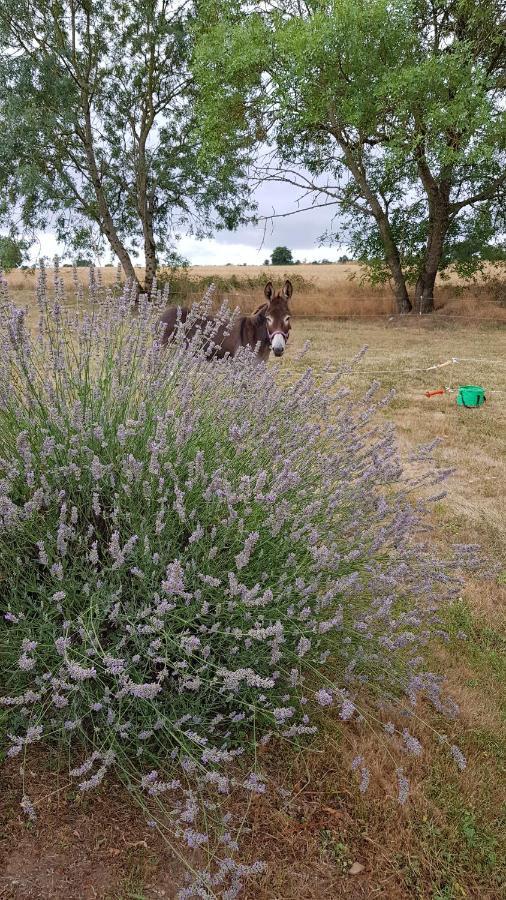Camping La Petite Houmee Curzay-sur-Vonne Zewnętrze zdjęcie